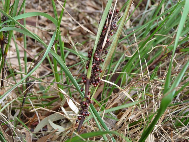 Wild rice